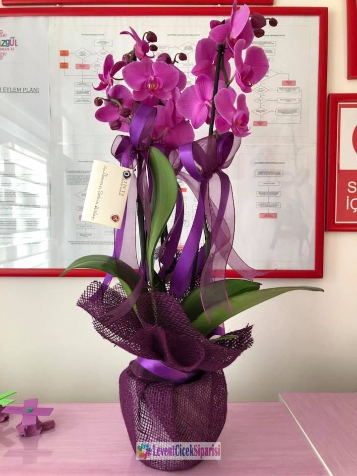 fusya rengi orkide saksi-lc-l1