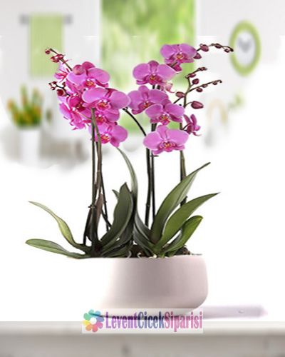 Fusya renkli saksi orkide-Sev-8