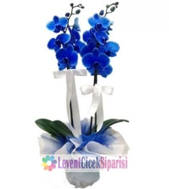 Mavi orkide -sev-99988