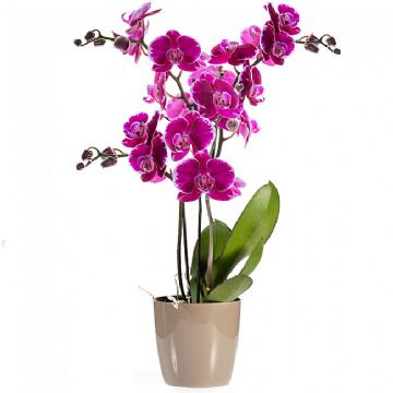 Orkide fusya rengi saksi-Kut-88889