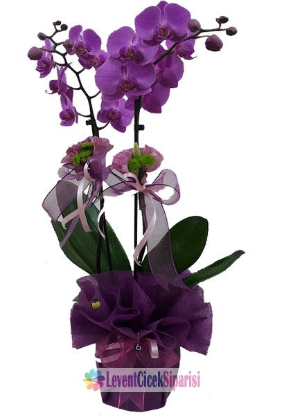 Orkide  Seramikli-lvc-92828