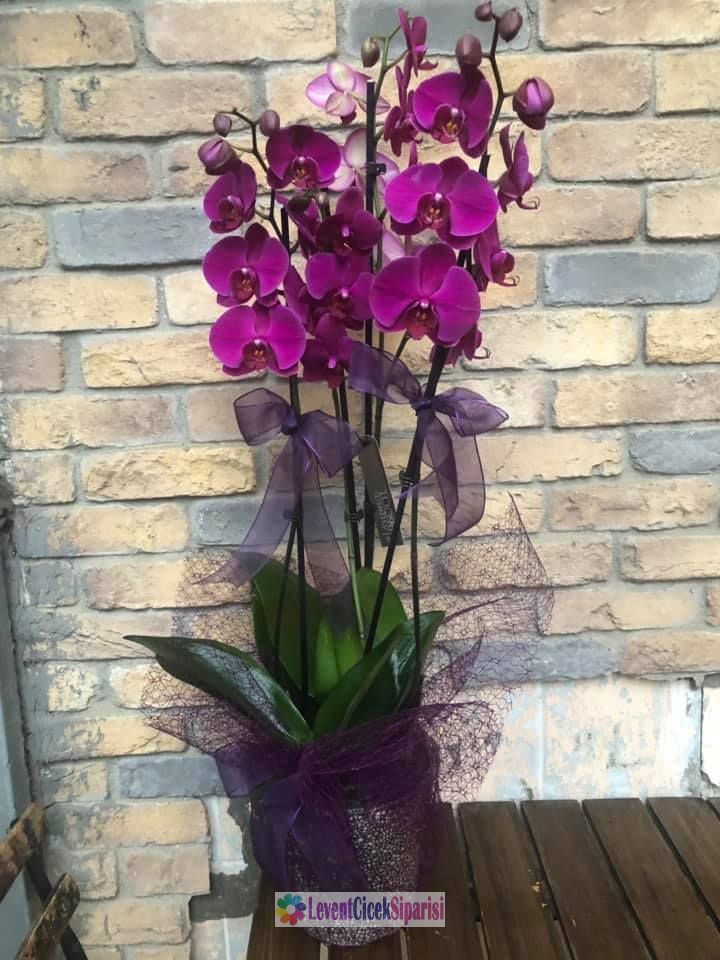 fusya rengi orkide saksi-lc-l2