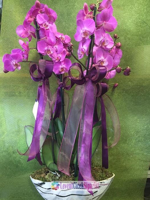 Fusya renkli saksi orkide-Y-12