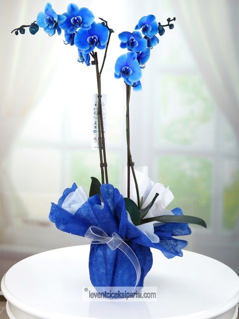Mavi orkide saksi-özür-23458
