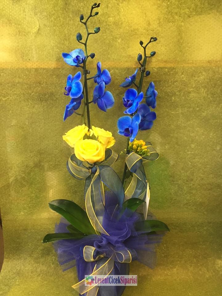 mavi orkide-vip-9372