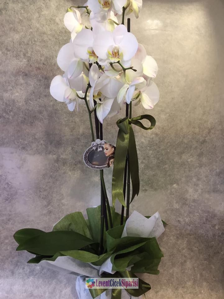 Orkide Beyaz 2 Dalli Saksi -YE-12
