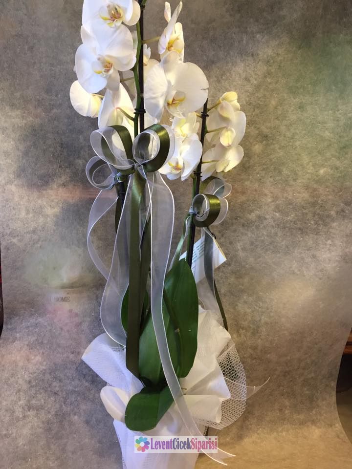 Orkide Beyaz 2 Dalli Saksi -Ye-2
