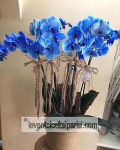 Orkide mavi saksi -lvç-3337
