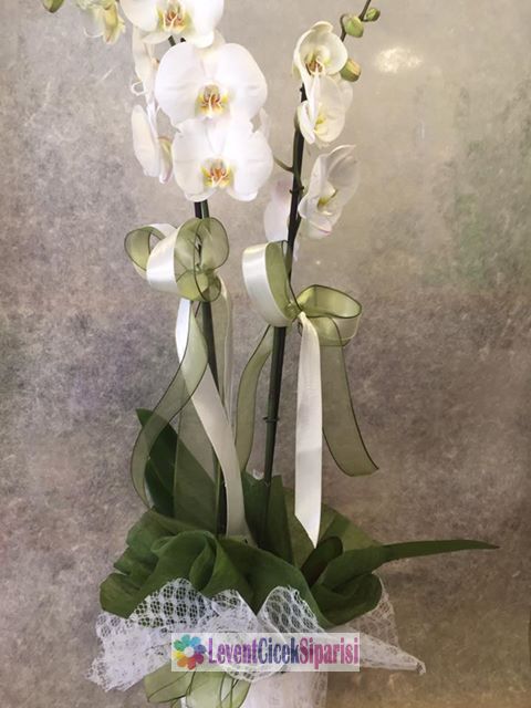 Orkide saksi-993383