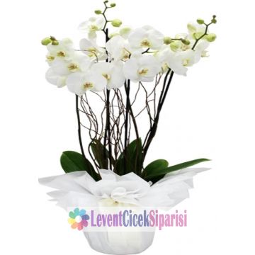 Orkide  Seramikli-lvç-15