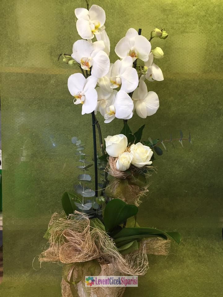 Orkide  Seramikli-sev-0202