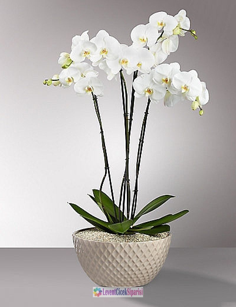 Saksi Orkide Beyaz -Y-17